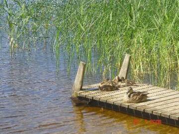 Фото номера Дом для отпуска Дома для отпуска Holiday Home Juurlahti г. Hara 32